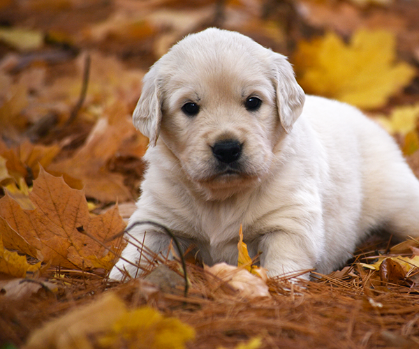 white golden retriever puppy english cream for sale near me